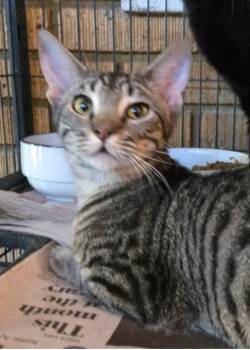 Domestic Short Hair Cats Available for Adoption in El Dorado, Arkansas - Riku Shen | PetCurious