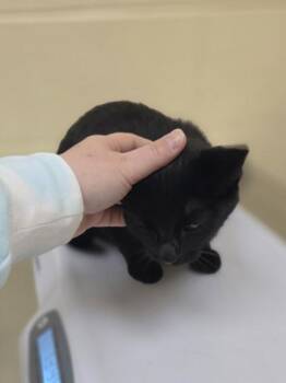 Linda -  Domestic Short Hair Cat for Adoption in Westland, Michigan - Linda | PetCurious