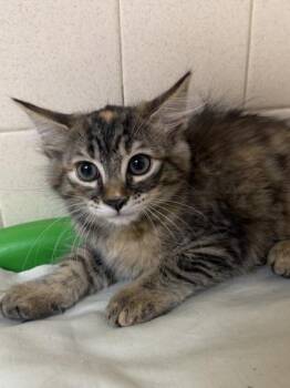 Dip -  Domestic Long Hair and Domestic Short Hair Cat for Adoption in San Antonio, Texas - Dip | PetCurious