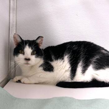 Domestic Short Hair Cats Available for Adoption - Subzero | PetCurious