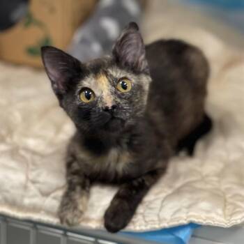 MUMSY -  Domestic Short Hair Cat for Adoption in Edmond, Oklahoma - MUMSY | PetCurious