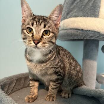 Pocket Watch -  Domestic Short Hair Cat for Adoption in Muncie, Indiana - Pocket Watch | PetCurious