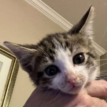 Rescue Domestic Short Hair Cats for Adoption in Beulaville, North Carolina - Sky Blu | PetCurious