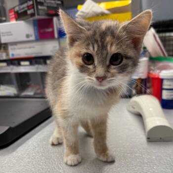 "Cha-Cha" -  Domestic Medium Hair Cat for Adoption in Spokane, Washington - "Cha-Cha" | PetCurious