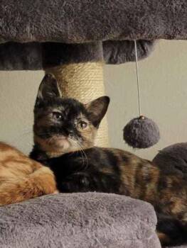 Pin-Lee -  Tortoiseshell and Domestic Short Hair Cat for Adoption in Riverside, California - Pin-Lee | PetCurious