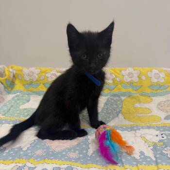 Domestic Short Hair Cats Available for Adoption in Houston, Texas - Kai-blue | PetCurious