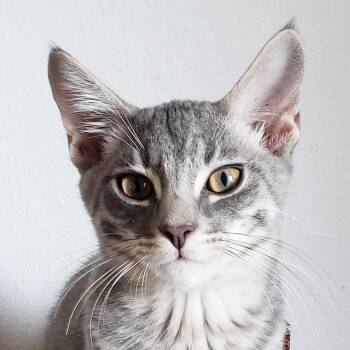 Kettle -  Domestic Short Hair Cat for Adoption in Villa Park, California - Kettle | PetCurious