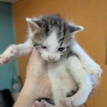 Cranberry -  Domestic Short Hair Cat Available for Adoption in Johnstown, Pennsylvania - Cranberry | PetCurious