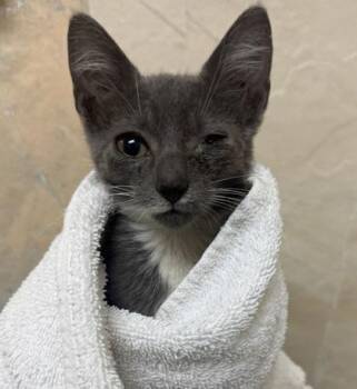 Ferb -  Domestic Short Hair Cat for Adoption in Honolulu, Hawaii - Ferb | PetCurious