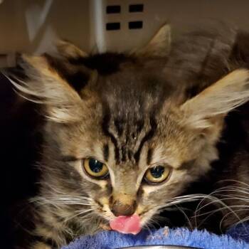 Charlotte -  Domestic Long Hair Cat for Adoption in Hemet, California - Charlotte | PetCurious