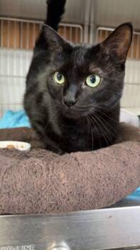 Rescue Domestic Short Hair Cats for Adoption in The Dalles, Oregon - Salem | PetCurious