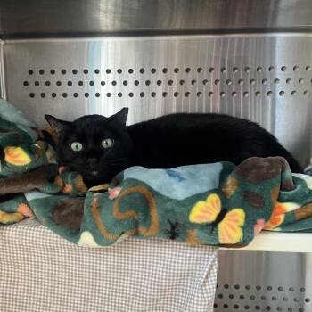 Domestic Short Hair Cats Available for Adoption in Roanoke, Virginia - Kip | PetCurious