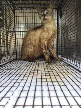 Magnolia (Meezy) -  Siamese Cat Available for Adoption in New Braunfels, Texas - Magnolia (Meezy) | PetCurious