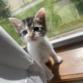 Loosey -  Domestic Short Hair Cat for Adoption in Nashville, Indiana - Loosey | PetCurious
