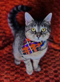 Rescue Domestic Short Hair Cats for Adoption in Rixeyville, Virginia - Ranch | PetCurious