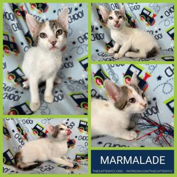 Domestic Short Hair Cats Available for Adoption in Corpus Christi, Texas - Marmalade | PetCurious