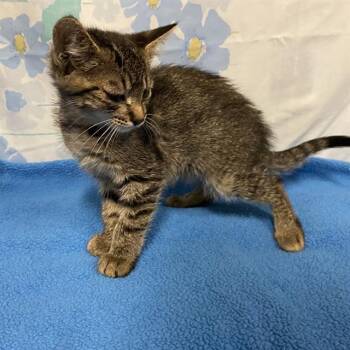 A612854 -  Domestic Short Hair Cat for Adoption in Modesto, California - A612854 | PetCurious