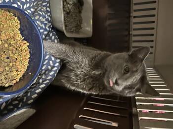 Marley -  Domestic Short Hair Cat Available for Adoption in Scranton, Pennsylvania - Marley | PetCurious