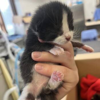 Thurston Howell III -  Domestic Short Hair Cat for Adoption in Marysville, Ohio - Thurston Howell III | PetCurious
