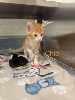 Domestic Short Hair Cats Available for Adoption in Hilton Head Island, South Carolina - Chip | PetCurious