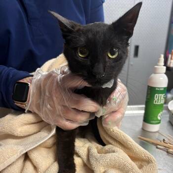Domestic Short Hair Cats Available for Adoption in Newark, New Jersey - Larry | PetCurious