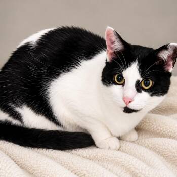 Domestic Short Hair Cats Available for Adoption in Stafford, Virginia - Mooshie | PetCurious