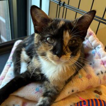 Sammy - Bonded with Poppy - Coming Soon! -  Domestic Short Hair Cat for Adoption in Naperville, Illinois - Sammy - Bonded With Poppy - Coming Soon! | PetCurious