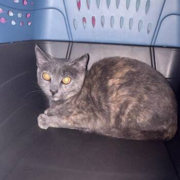 Lefty -  Domestic Short Hair Cat for Adoption in Newark, New Jersey - Lefty | PetCurious