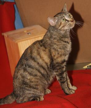 Rescue Torbie and Domestic Short Hair Cats for Adoption in Marietta, Ohio - Hasbro | PetCurious