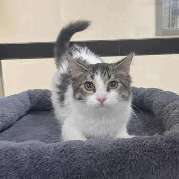 Puya -  Domestic Short Hair Cat for Adoption in Palestine, Texas - Puya | PetCurious