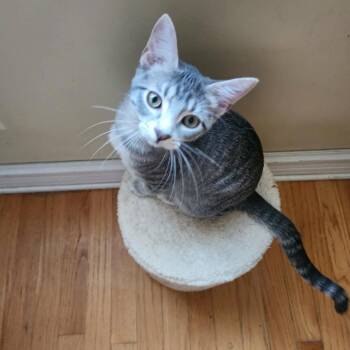 Macchiato -  Domestic Short Hair Cat for Adoption in Chicago, Illinois - Macchiato | PetCurious