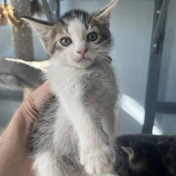 Domestic Short Hair Cats Available for Adoption in Normal, Illinois - Afton | PetCurious