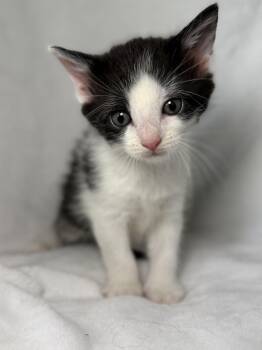 Domestic Short Hair and Tuxedo Cats Available for Adoption in Greensboro, North Carolina - Louisa May Alcott | PetCurious