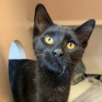 Beeker 260600 -  Domestic Short Hair Cat for Adoption in Gladstone, Michigan - Beeker 260600 | PetCurious