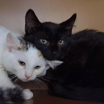 Orville -  Domestic Short Hair Cat for Adoption in Middlebury, Vermont - Orville | PetCurious