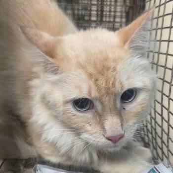 Melvin -  Domestic Long Hair Cat for Adoption in Lufkin, Texas - Melvin | PetCurious
