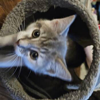 Rescue Dilute Calico Cats for Adoption in Lawrenceville, Georgia - Mocha | PetCurious