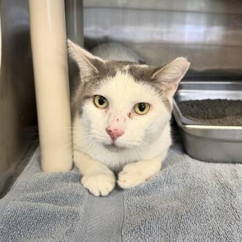 Garrison -  Domestic Short Hair Cat for Adoption in Indianapolis, Indiana - Garrison | PetCurious