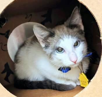 Snowshoe and Domestic Short Hair Cats Available for Adoption - MARIMBA | PetCurious