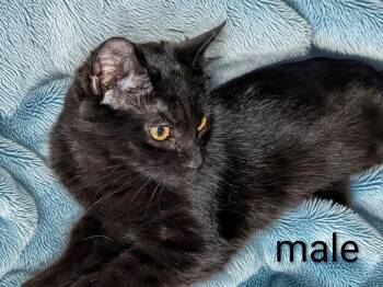 Mr X -  Domestic Short Hair Cat for Adoption in Colorado Springs, Colorado - Mr X | PetCurious