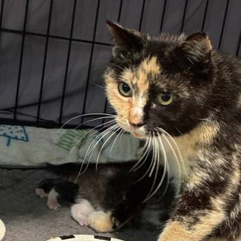 Betty -  Domestic Short Hair Cat for Adoption in Durham, North Carolina - Betty | PetCurious