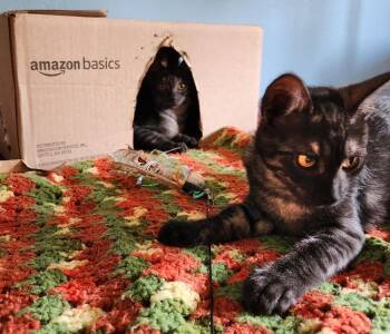 Yuri -  Domestic Short Hair and Tabby Cat for Adoption in Redlands, California - Yuri | PetCurious