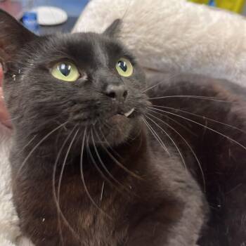 Raven -  Domestic Short Hair Cat for Adoption in Englewood, Florida - Raven | PetCurious