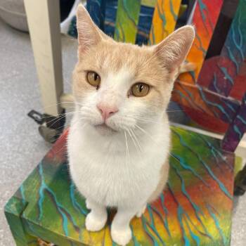 Rescue Domestic Short Hair Cats for Adoption in Indiana, Pennsylvania - Dusty | PetCurious