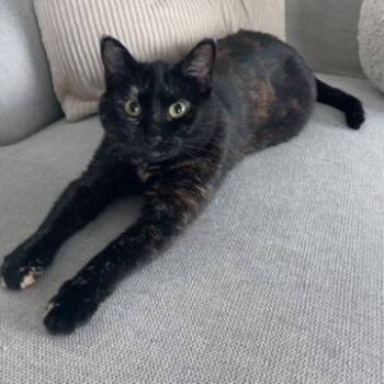 Rescue Domestic Short Hair Cats for Adoption in Abbotsford, British Columbia - Mazikeen | PetCurious