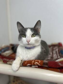 Wolfie -  Domestic Short Hair Cat for Adoption in Howes Cave, New York - Wolfie | PetCurious
