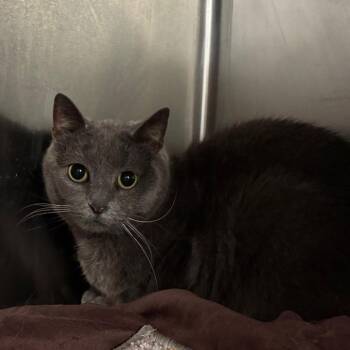 Phineas -  Domestic Short Hair Cat for Adoption in Manhattan, Kansas - Phineas | PetCurious