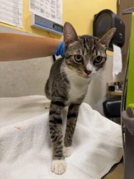Ralphy -  Domestic Short Hair Cat for Adoption in Honolulu, Hawaii - Ralphy | PetCurious