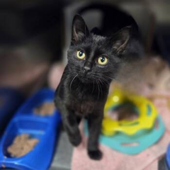 Rescue Domestic Short Hair Cats for Adoption in Westland, Michigan - Rocketship | PetCurious