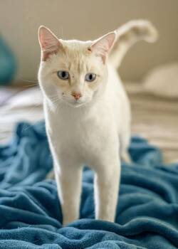 Siamese and Domestic Short Hair Cats Available for Adoption - Zeus | PetCurious